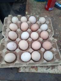 Продам инкубационное яйца Брама
