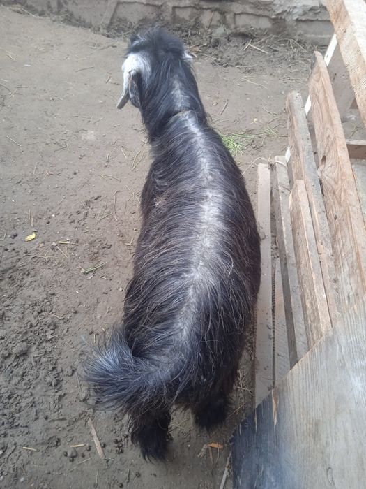 Кучкорча ва мода эчки сотилади