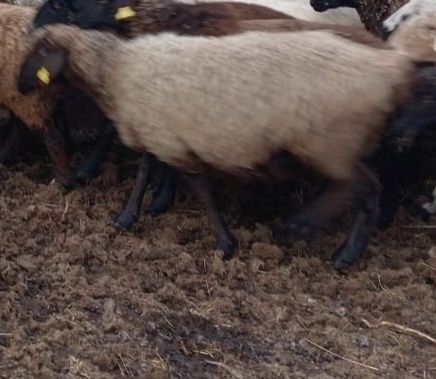 Қой сатамын ( бараны)