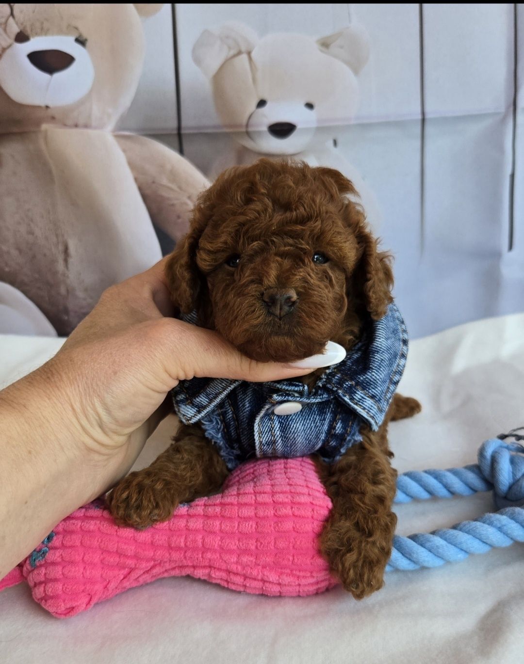 Пудел той Poodle toy с родословие момиче