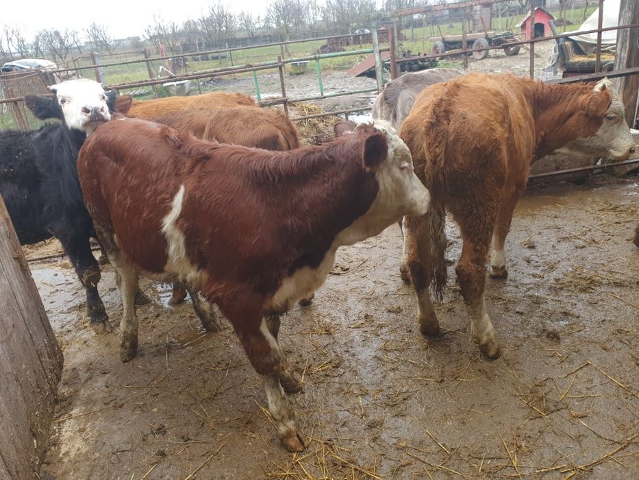 Vand taurasi si vitele