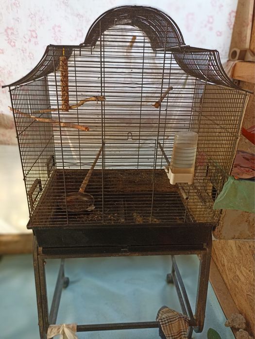 Papagal Lori Curcubeu femela