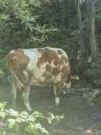 Vând Vaca Holstein