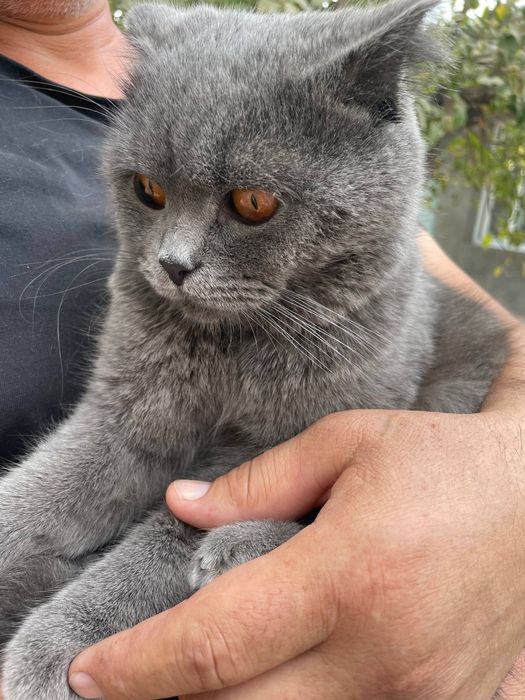 Mushuk oilasi, 1 o'g'il, 1 ta qiz, 2 ta bolasi