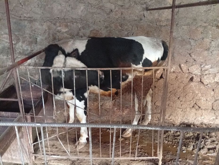 Buqalar sotiladi 30 mln so'm dan