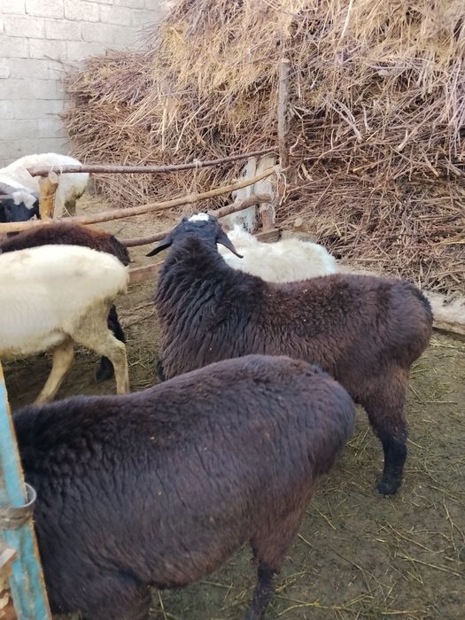 Yaxshi  suyagi butun  gavdasi yirik qochqorlar