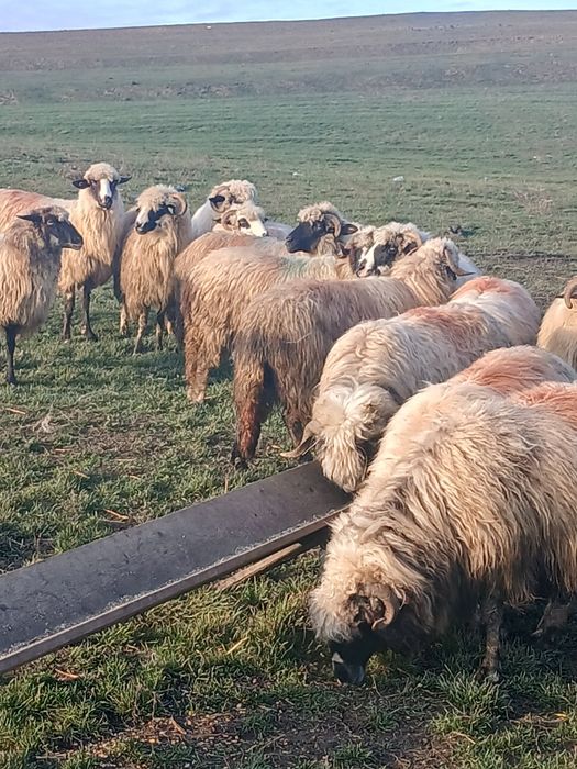 18 oi de vanzare si tinere din care 5 mai vechi