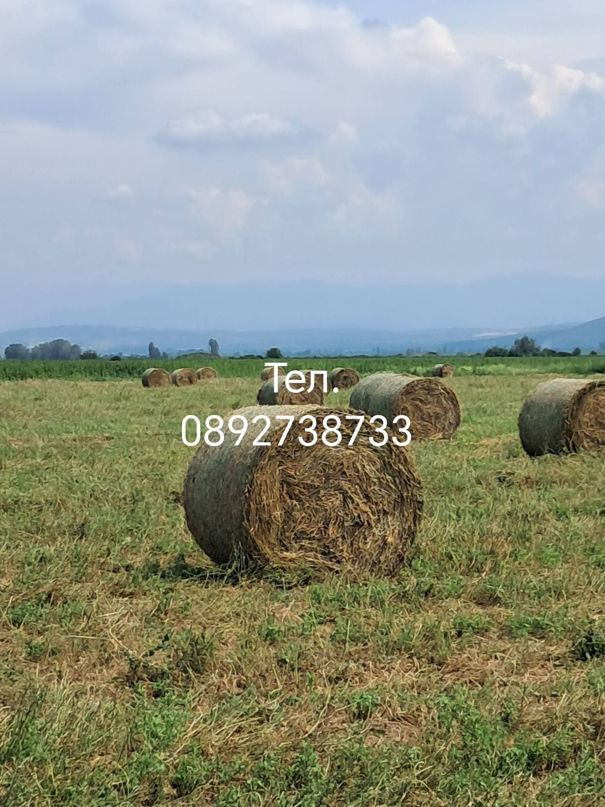 Продавам ролонки люцерна