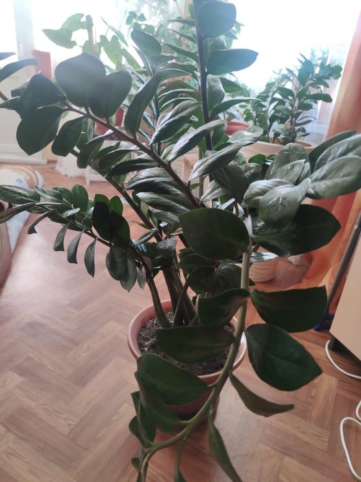 Денежное дерево.