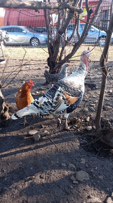 Curcan românesc crescut natural