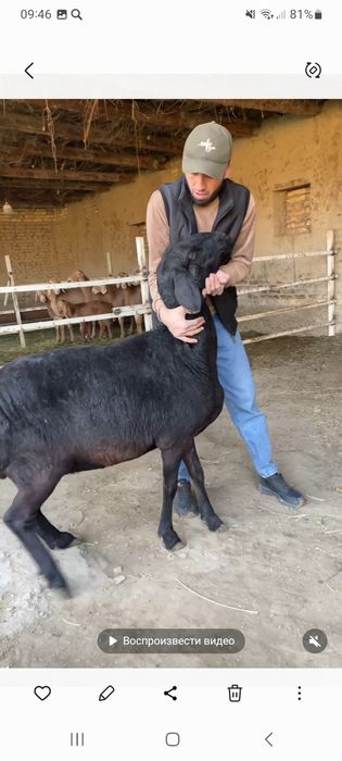 Арашан бугоз куй сотилади