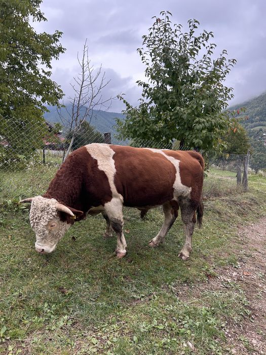 Cauți in taur care să aduca, forță si genetică in gospodaria ta?