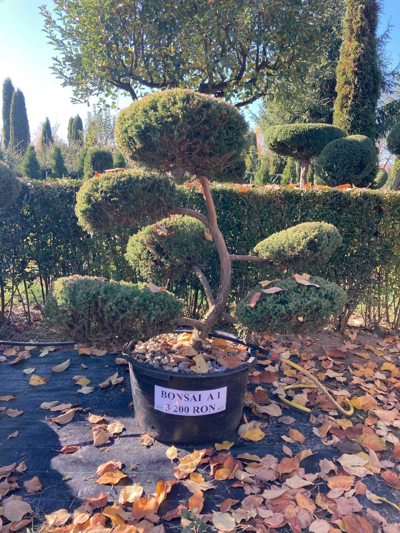 Bonsai de curte si gradina