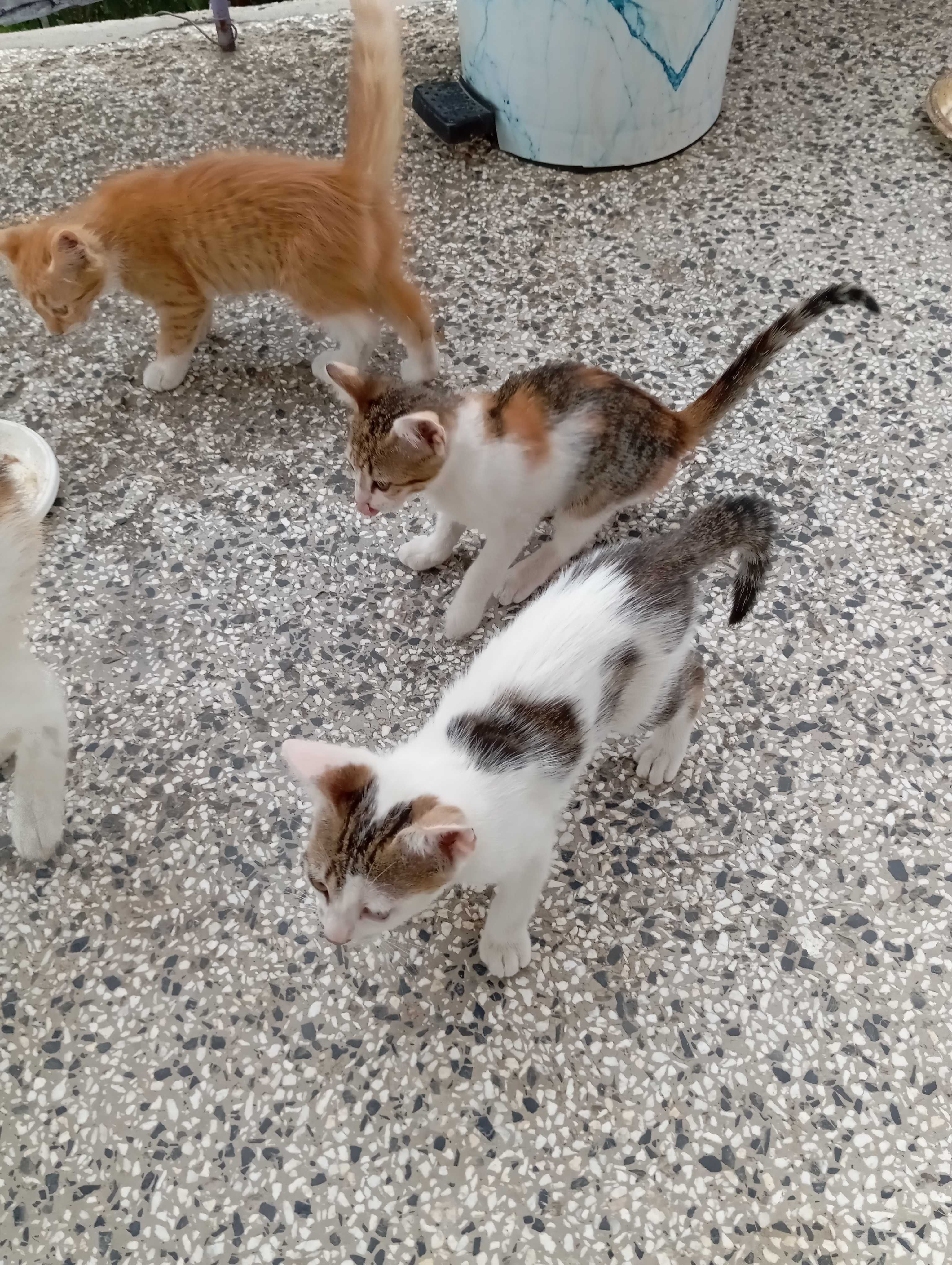Подарявам котенца