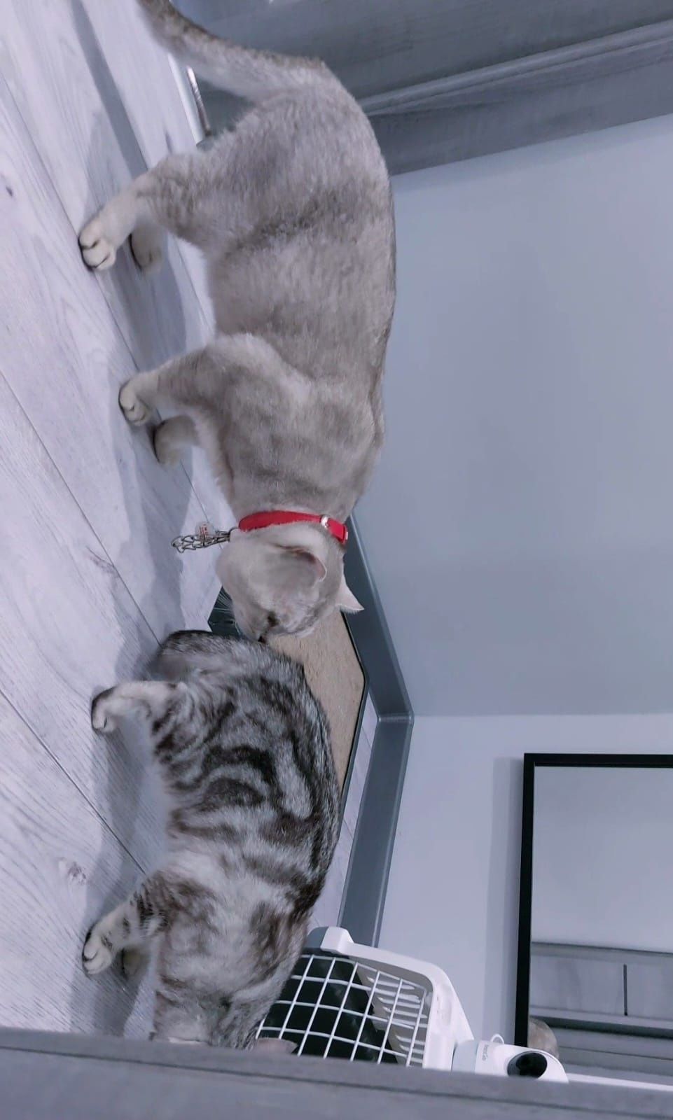 Вязка, Кот, с опытом