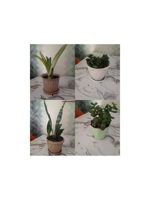 Комнатные растения