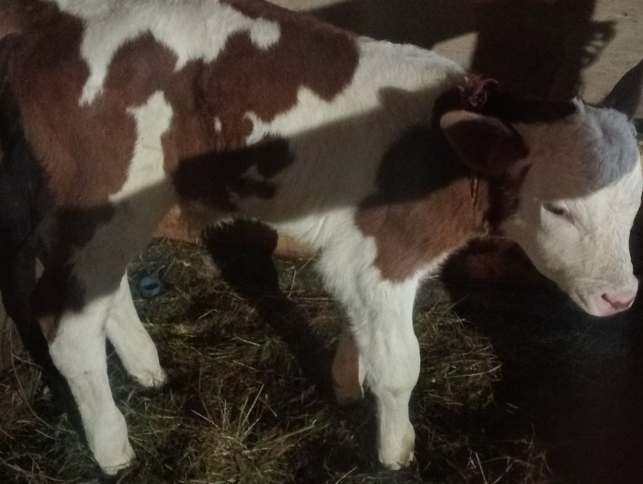 Vițel bălțat romaneasca