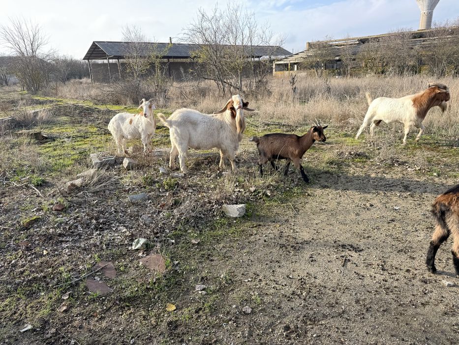 Vand tap boer f frumos