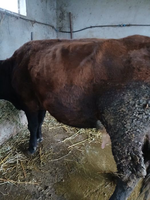 Vând vaca  cu lapte