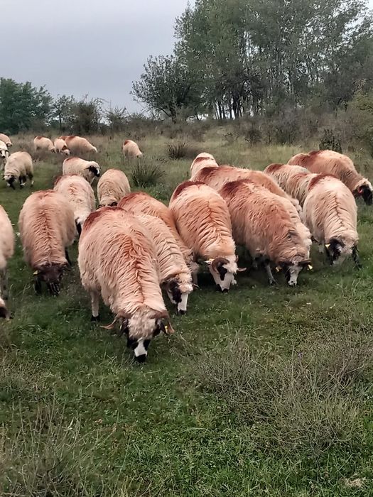 Vând oi bine tinute