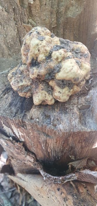 Продавам бял трюфел-Magnatum Pico за консумация