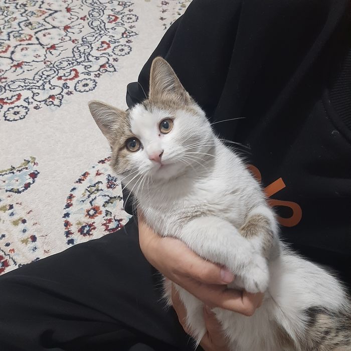 Котята. Мысык. Бесплатно. Шымкент