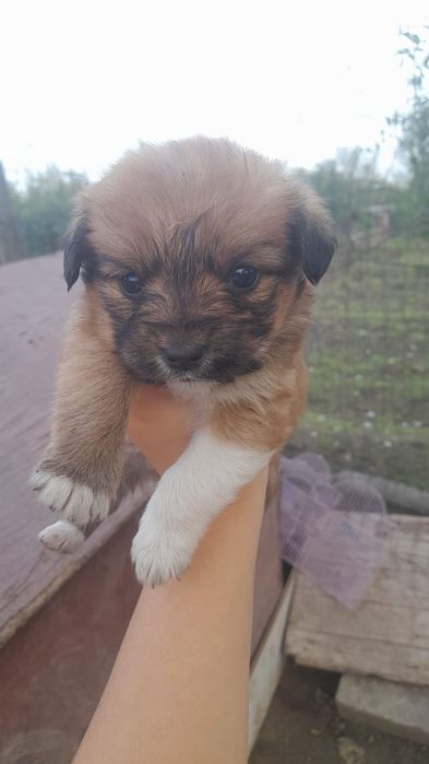 Căutăm căsuță pentru cățelușii talie mică