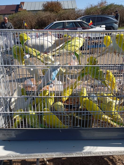 Papagali Peruși  angro