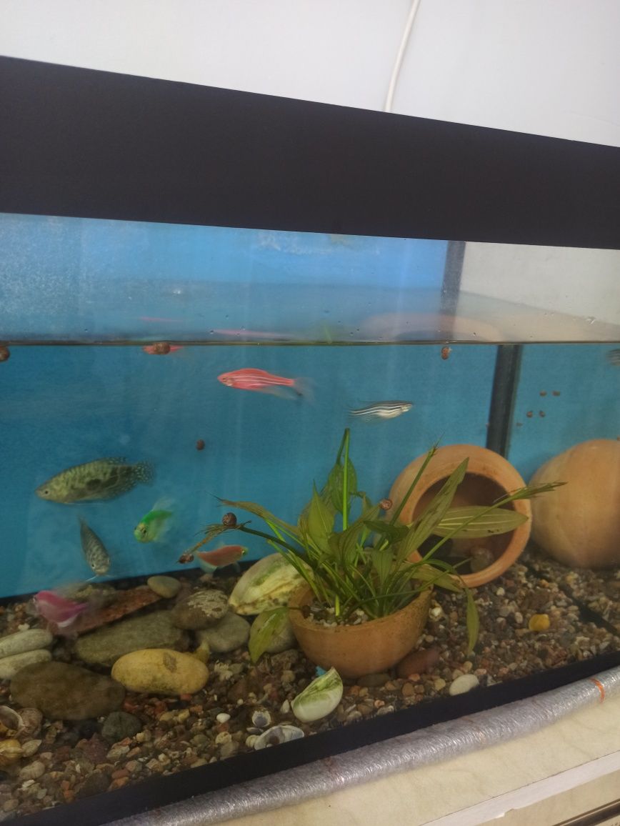 Akvarium sotiladi 50 Litr 6 mm