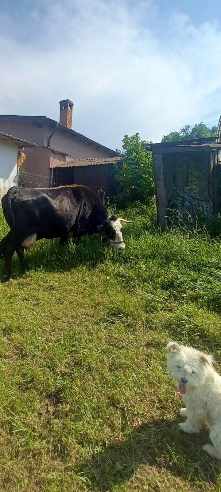 Vaca bună de lapte