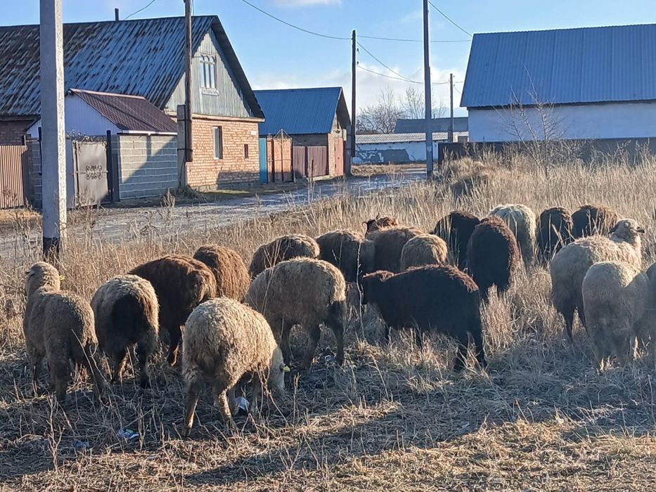 Тоқтылар сатылад