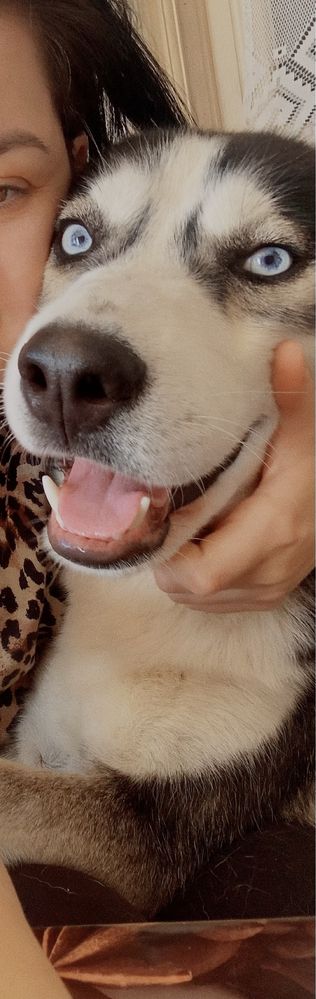 Donez husky siberian fata si baiat