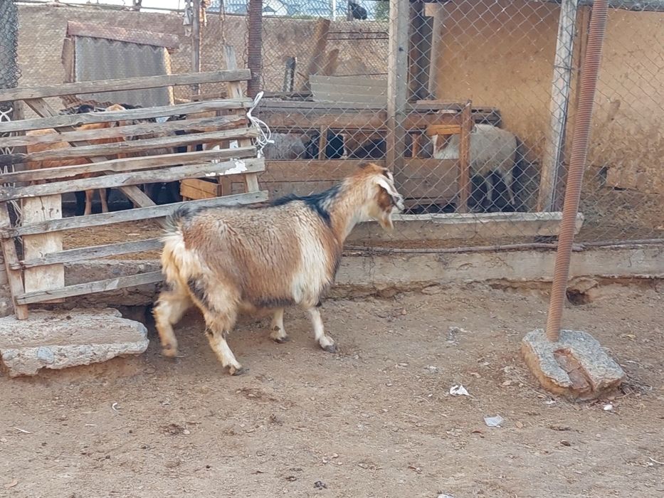 Семіз жем жеп тұрған бойдақ ешкілер сатылады