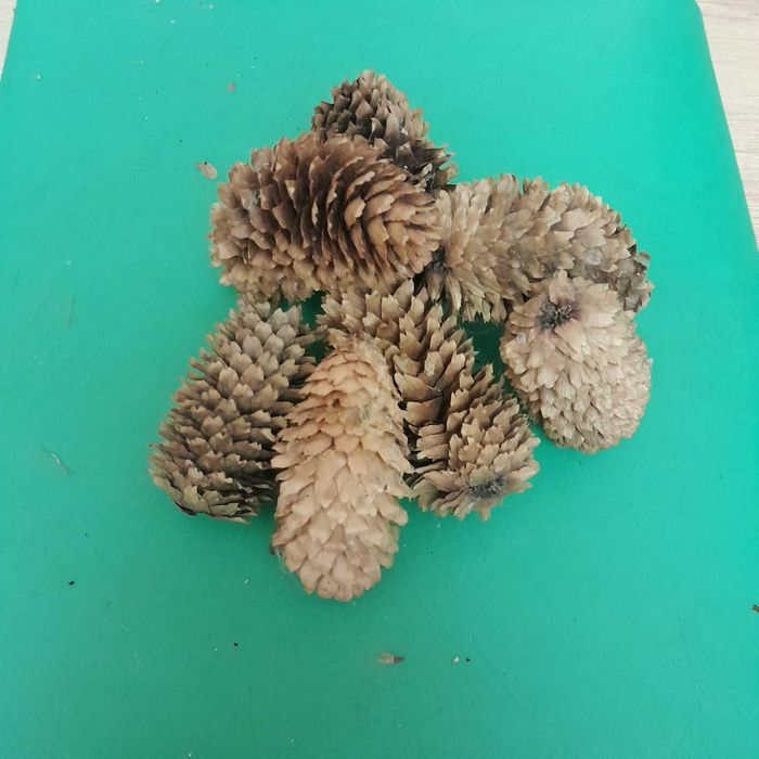 Шишки еловые с голубой ели