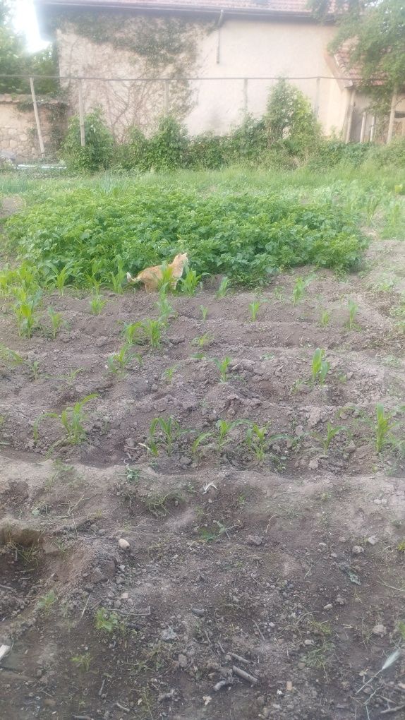 Къща в село Ветрен общ.Мъглиж