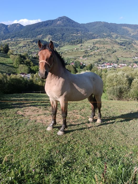 Armăsar 2 ani jumate