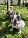 Bulldog francez