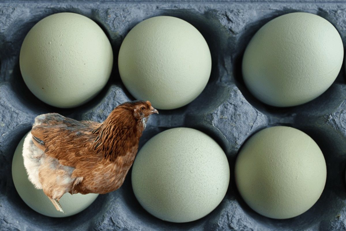 Oua pentru incubat araucana 5 ron