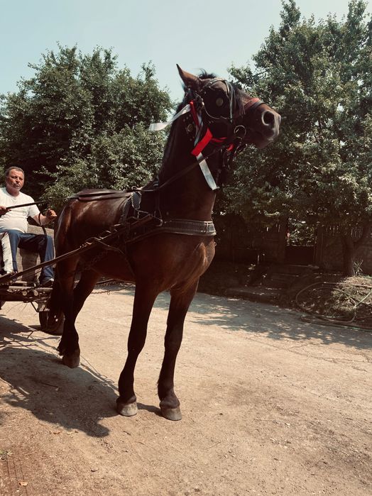 Metis frizian de vânzare !