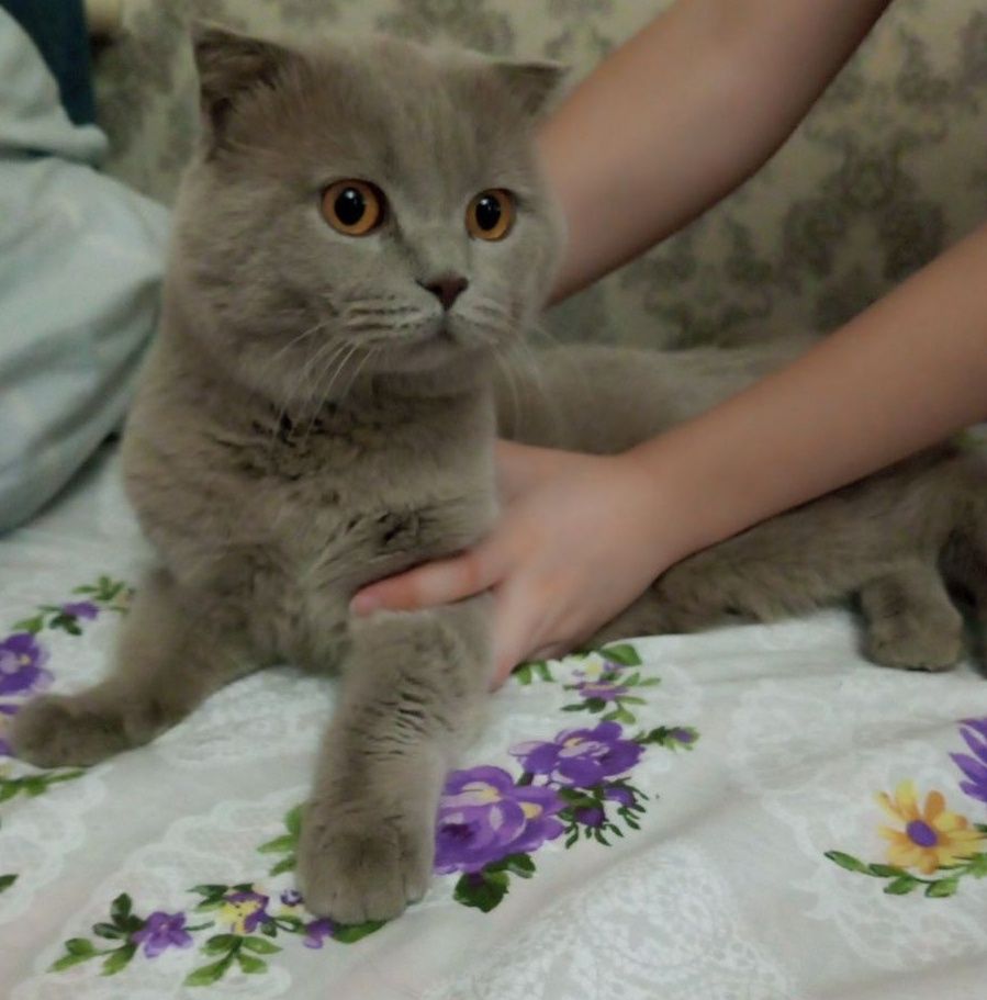 Продается Шотландский кот