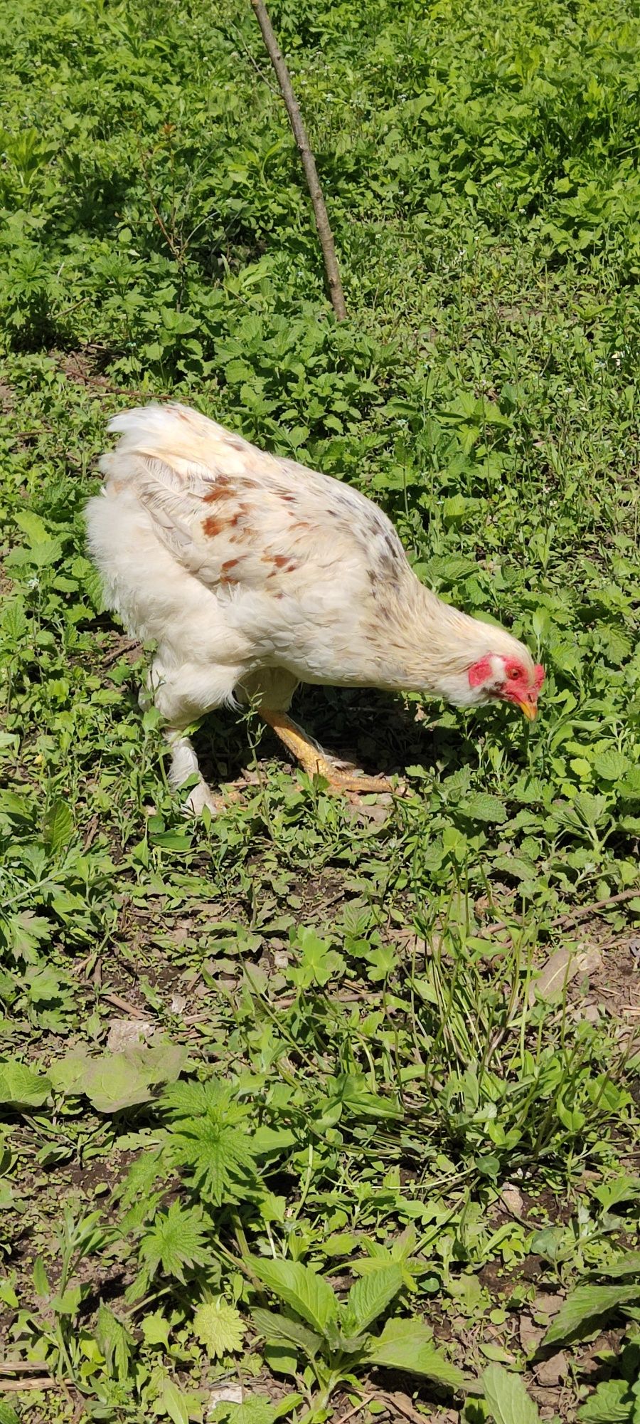 Cocoș corcitura de araucana