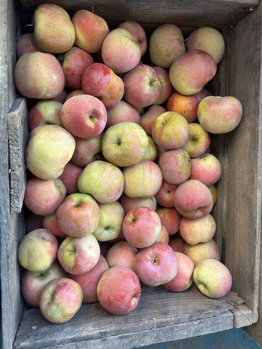 Mere Ionagold si Florina