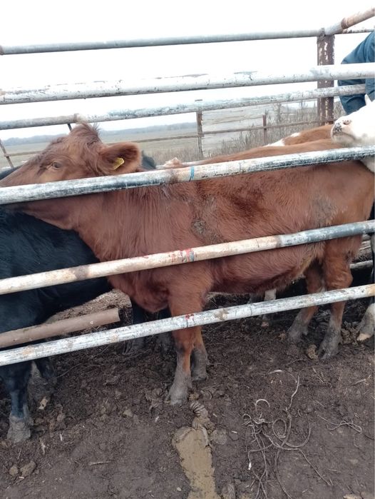 продаётся ангус карова