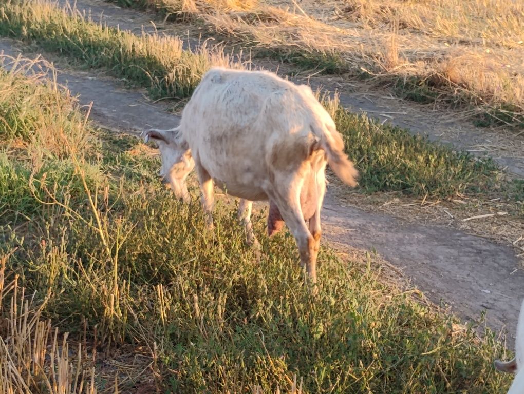 Capre de vanzare Turnu Magurele