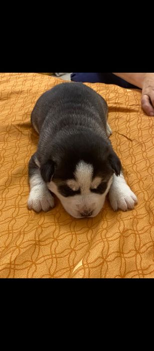 Huscki ochii albastri