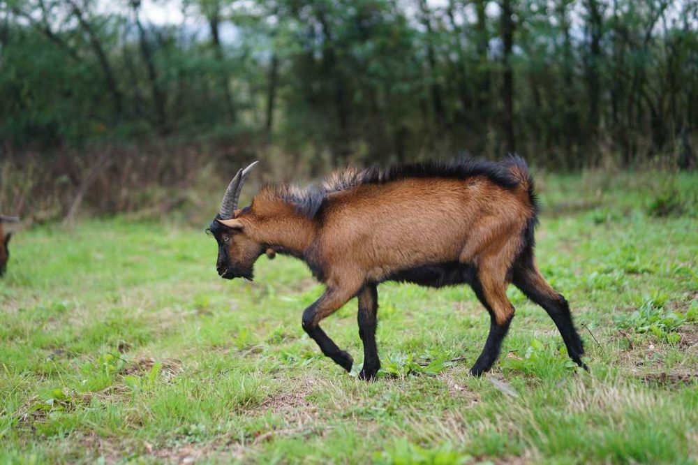 Vand tapisor rasa alpina franceza 8 luni