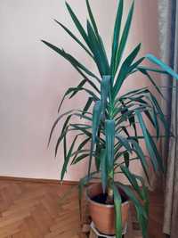 Pret promo - planta exotica - Y u k a - 100 ron
