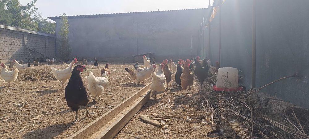 Хонаки товуклар ва хорозлар