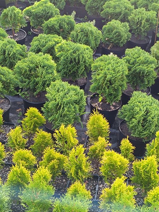 Vand Tuia Smaragd 20-120cm