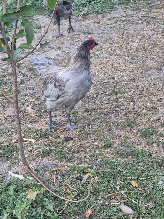 Vând cocoș rasa Australorp